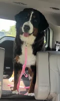 Bella , a female Bernese Mountain Dog for sale in Hendersonville, TN – 1 of 2