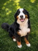 Mandee, a female Bernese Mountain Dog for sale in Hendersonville, TN – 1 of 1