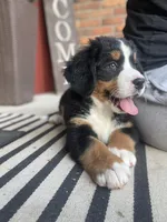 Lainey Full AKC, a female Bernese Mountain Dog for sale in Hendersonville, TN – Photo 4 of 10