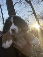 Lainey Full AKC, a female Bernese Mountain Dog for sale in Hendersonville, TN – Photo 5 of 10