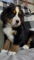 Lainey Full AKC, a female Bernese Mountain Dog for sale in Hendersonville, TN – Photo 2 of 10