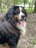 Lainey Full AKC, a female Bernese Mountain Dog for sale in Hendersonville, TN – Photo 9 of 10