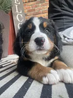 Lainey Full AKC, a female Bernese Mountain Dog for sale in Hendersonville, TN – Photo 7 of 10