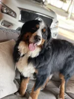 Lainey Full AKC, a female Bernese Mountain Dog for sale in Hendersonville, TN – Photo 8 of 10