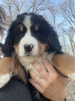 Lainey Full AKC, a female Bernese Mountain Dog for sale in Hendersonville, TN – Photo 1 of 10