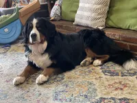Lainey Full AKC, a female Bernese Mountain Dog for sale in Hendersonville, TN – Photo 10 of 10