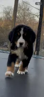 AKC Lainey -Import Bloodlines, a female Bernese Mountain Dog for sale in Hendersonville, TN – Photo 10 of 10