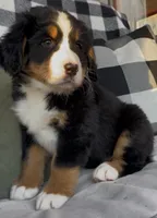 AKC Lainey -Import Bloodlines, a female Bernese Mountain Dog for sale in Hendersonville, TN – Photo 4 of 10