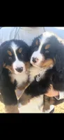 AKC Import Champion XL Pups!, a  Bernese Mountain Dog for sale in Hendersonville, TN – Photo 8 of 10