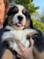 AKC Import Champion XL Pups!, a  Bernese Mountain Dog for sale in Hendersonville, TN – Photo 6 of 10