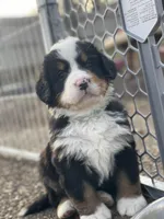 AKC Import Champion XL Pups!, a  Bernese Mountain Dog for sale in Hendersonville, TN – Photo 5 of 10