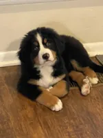 AKC Import Champion XL Pups!, a  Bernese Mountain Dog for sale in Hendersonville, TN – Photo 4 of 10