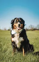 AKC Import Champion XL Pups!, a  Bernese Mountain Dog for sale in Hendersonville, TN – Photo 10 of 10