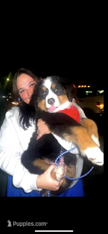 AKC Import Champion XL Pups!, a  Bernese Mountain Dog for sale in Hendersonville, TN – Photo 1 of 10