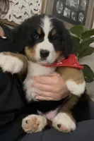 AKC Import Champion XL Pups!, a  Bernese Mountain Dog for sale in Hendersonville, TN – Photo 2 of 10