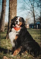 AKC Import Champion XL Pups!, a  Bernese Mountain Dog for sale in Hendersonville, TN – Photo 9 of 10