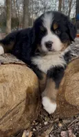 AKC Import Champion XL Pups!, a  Bernese Mountain Dog for sale in Hendersonville, TN – Photo 3 of 10
