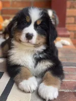 AKC Import Champion XL Pups!, a  Bernese Mountain Dog for sale in Hendersonville, TN – Photo 7 of 10