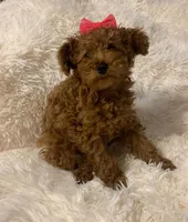 Penny, a female Poodle - Toy  for sale in Heber Springs, AR – 2 of 2