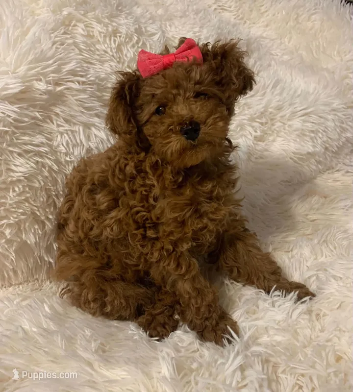 Penny – Poodle - Toy  puppy for sale in Heber Springs, AR
