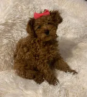 Penny, a female Poodle - Toy  for sale in Heber Springs, AR – 1 of 2