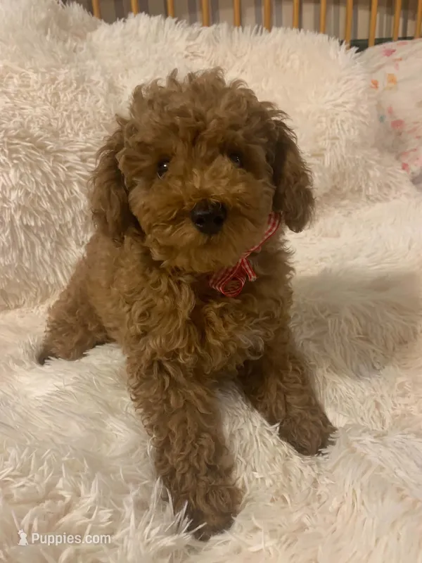 Georgie – Poodle - Toy  puppy for sale in Heber Springs, AR