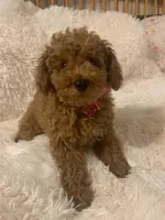 Georgie, a male Poodle - Toy  for sale in Heber Springs, AR – 1 of 2