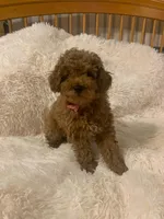 Georgie, a male Poodle - Toy  for sale in Heber Springs, AR – 2 of 2