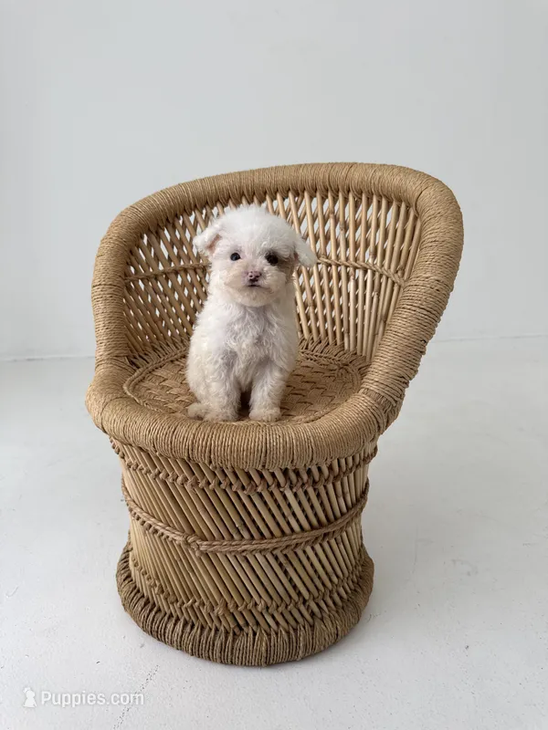 Penelope – Miniature Goldendoodle puppy for sale in Monterey, TN