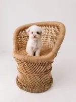 Penelope, a female Miniature Goldendoodle for sale in Monterey, TN – 3 of 4