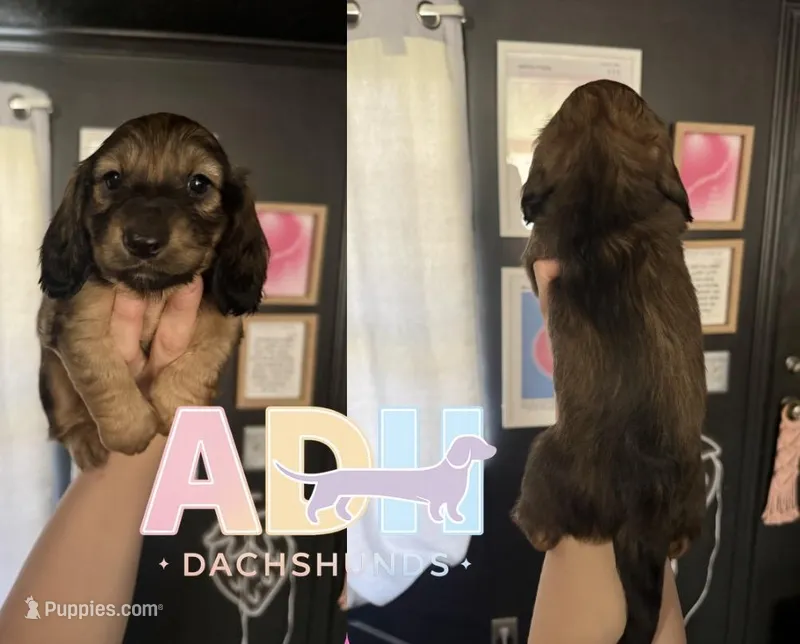 Moose – Dachshund, Miniature Dachshund puppy for sale in Danville, IN