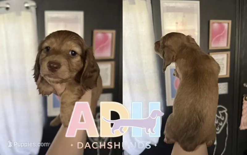 Frankie – Dachshund, Miniature Dachshund puppy for sale in Danville, IN