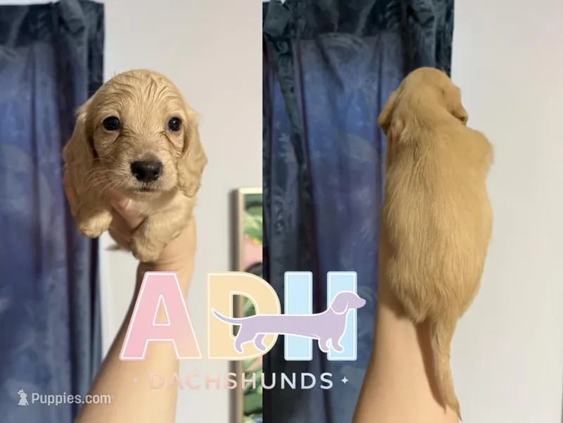 Milo – Dachshund, Miniature Dachshund puppy for sale in Danville, IN