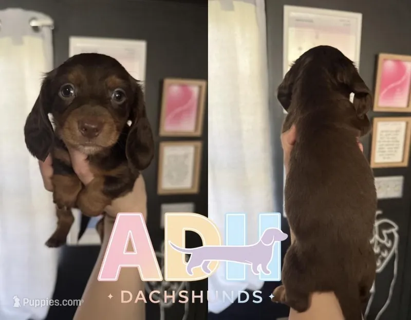 Willa – Dachshund, Miniature Dachshund puppy for sale in Danville, IN