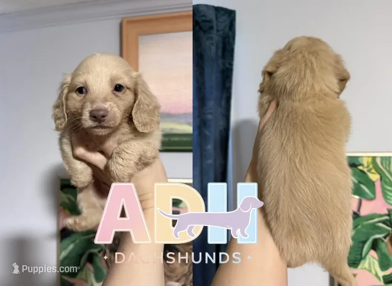 Leo – Dachshund, Miniature Dachshund puppy for sale in Danville, IN