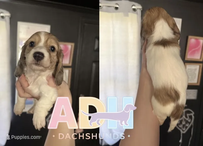 Millie – Dachshund, Miniature Dachshund puppy for sale in Danville, IN