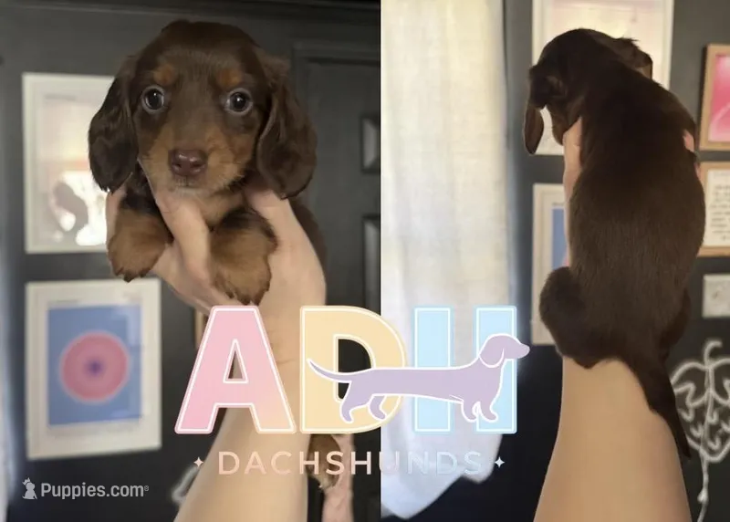 Poppy – Dachshund, Miniature Dachshund puppy for sale in Danville, IN