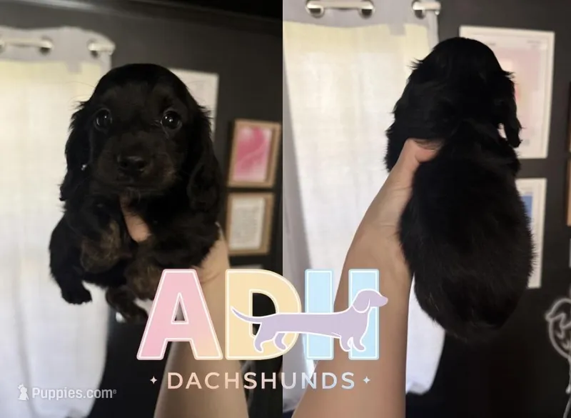 Arlo – Dachshund, Miniature Dachshund puppy for sale in Danville, IN