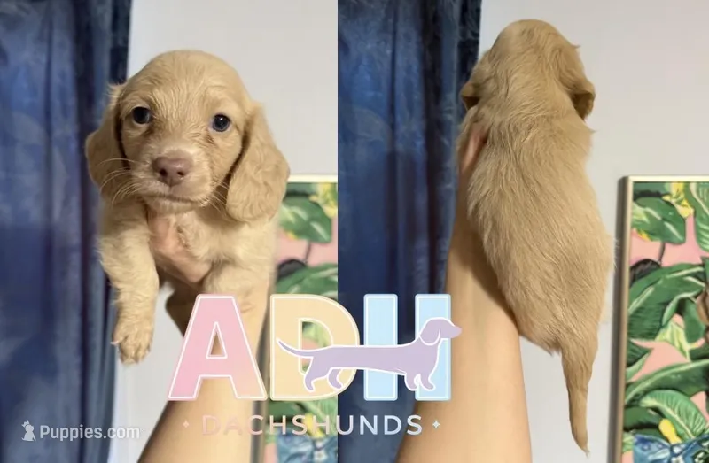 Ollie – Dachshund, Miniature Dachshund puppy for sale in Danville, IN