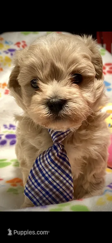 Duke  – Shihpoo puppy for sale in Chatham, IL