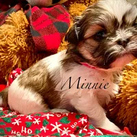 Minnie (akc shihtzu), a female Shih Tzu for sale in Chatham, IL – Photo 5 of 6
