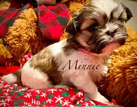 Minnie (akc shihtzu), a female Shih Tzu for sale in Chatham, IL – Photo 5 of 6