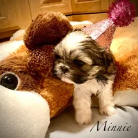 Minnie (akc shihtzu), a female Shih Tzu for sale in Chatham, IL – Photo 4 of 6