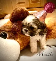 Minnie (akc shihtzu), a female Shih Tzu for sale in Chatham, IL – Photo 4 of 6