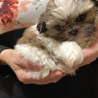 Minnie (akc shihtzu), a female Shih Tzu for sale in Chatham, IL – Photo 3 of 6