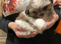 Minnie (akc shihtzu), a female Shih Tzu for sale in Chatham, IL – Photo 3 of 6