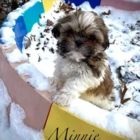 Minnie (akc shihtzu), a female Shih Tzu for sale in Chatham, IL – Photo 2 of 6