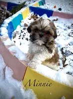 Minnie (akc shihtzu), a female Shih Tzu for sale in Chatham, IL – Photo 2 of 6