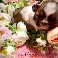 Minnie (akc shihtzu), a female Shih Tzu for sale in Chatham, IL – Photo 6 of 6