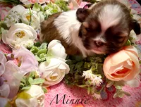 Minnie (akc shihtzu), a female Shih Tzu for sale in Chatham, IL – Photo 6 of 6